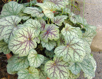Weiß coral bells samen for elegant garten anpflanzung