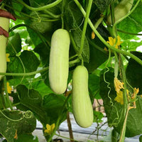 Weiße cucumber samen with strong germination