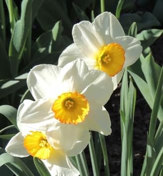 Weiß daffodil blume samen for anpflanzung