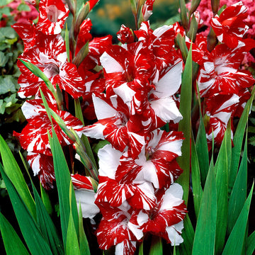 Weiß & dark rot gladiolus blume samen for anpflanzung