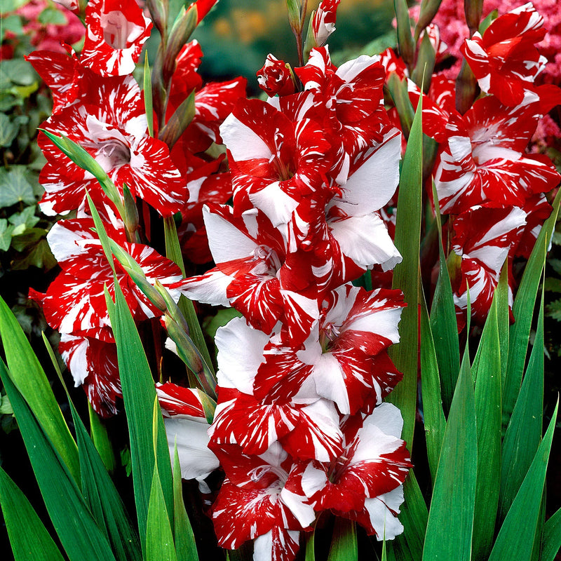 Weiß & dark rot gladiolus blume samen for anpflanzung