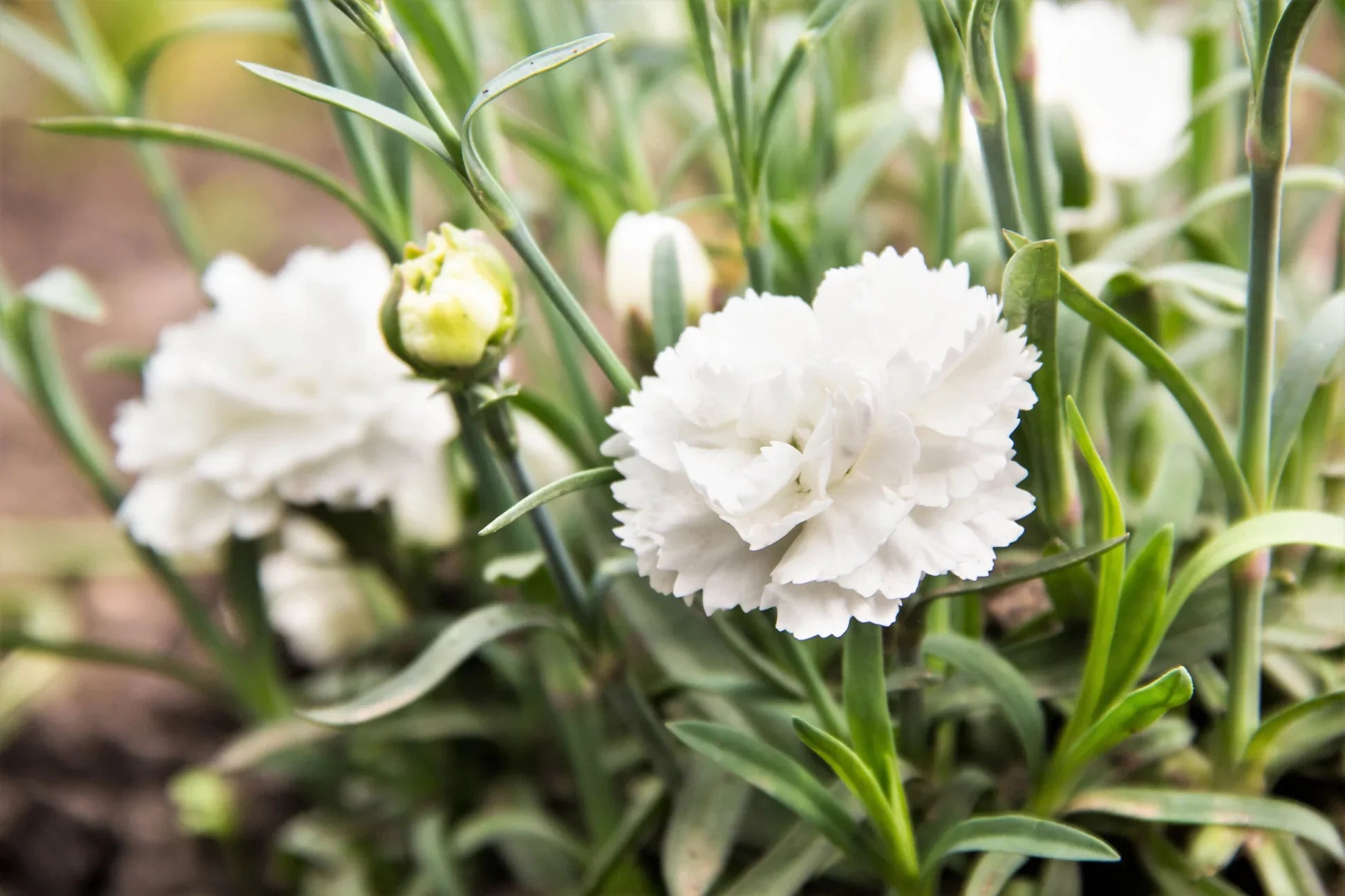 Weiß dianthus caryophyllus blumen