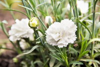 Weiß dianthus caryophyllus blumen