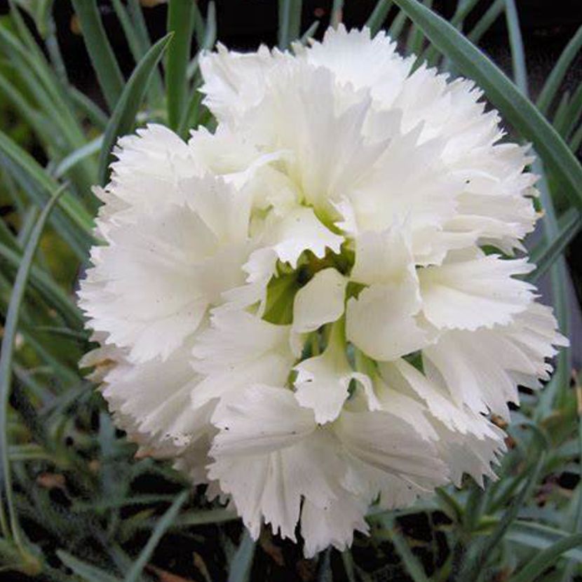 Weiß dianthus blume samen for anpflanzung