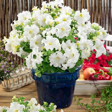 Weiß double petunia blume samen