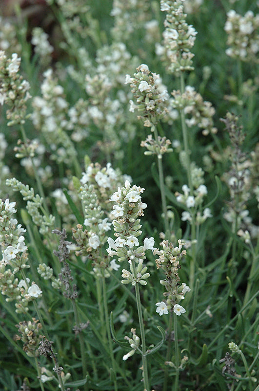 White English Lavender from Samen Anbau in sunny Garten borders