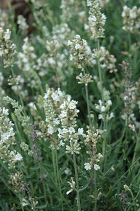White English Lavender from Samen Anbau in sunny Garten borders