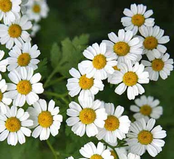 Herbal Garten with blooming Feverfew Pflanzen