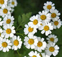 Herbal Garten with blooming Feverfew Pflanzen