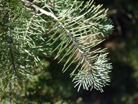 Weiß fir tree grown from abies concolor samen in natural landscape.