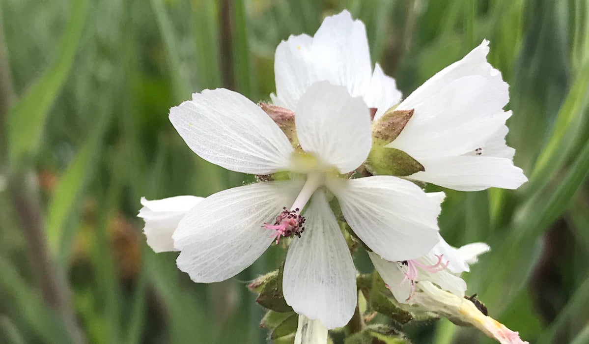 Weiß Checkermallow Blumensamen zur Aussaat – lang Blüte Saison – Traditionssorte & ohne Gentechnik Samen Hausgarten