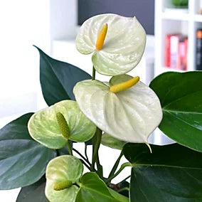 Weiß Flammendes Käthchen Blumensamen zur Aussaat – pflegeleicht – Traditionssorte & ohne Gentechnik Samen Hausgarten