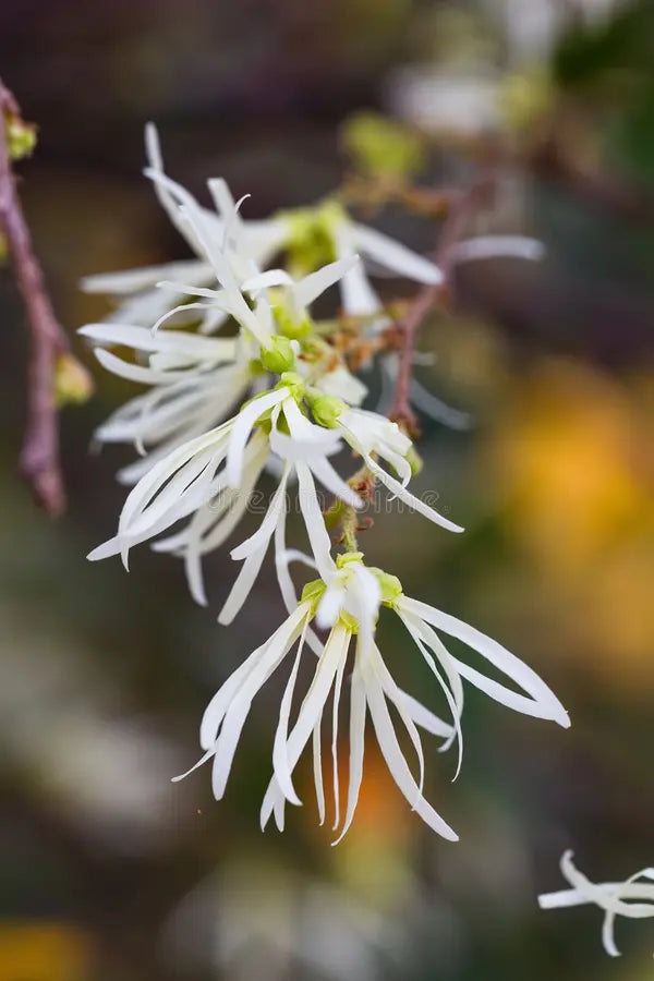 Weiß Loropetalum Blumensamen zur Aussaat – pflegeleicht – Traditionssorte & ohne Gentechnik Samen Hausgarten