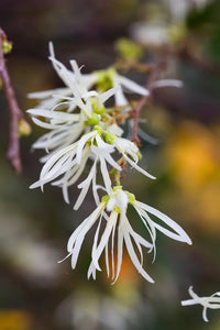 Weiß Loropetalum Blumensamen zur Aussaat – pflegeleicht – Traditionssorte & ohne Gentechnik Samen Hausgarten