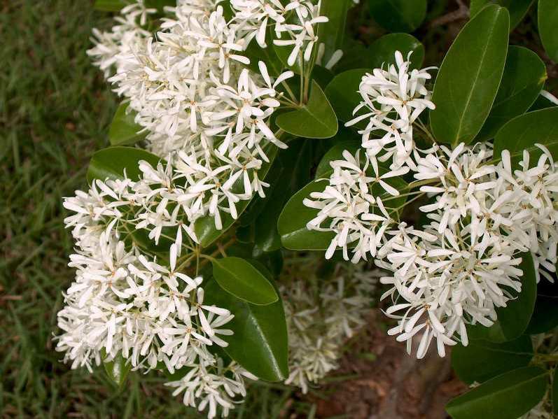 Weiß fringe tree blooming in garten