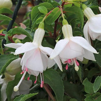 Weiß fuchsia blume samen for anpflanzung
