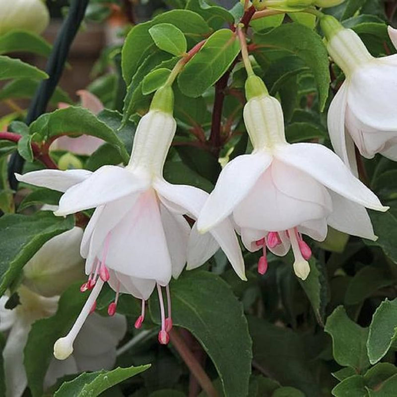 Weiß fuchsia blume samen for anpflanzung