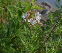 Gaura Whirling Mariposas Blumensamen – Blumensamen zur Aussaat – robust Sorte – Traditionssorte & ohne Gentechnik Samen Hausgarten