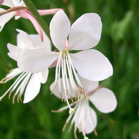 Weiß gaura lindheimer pflanze samen for easy anpflanzung