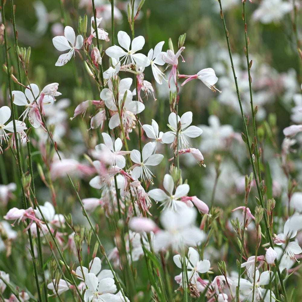 Gaura Blumensamen zur Aussaat – sonnenliebend – Traditionssorte & ohne Gentechnik Samen Hausgarten