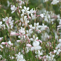 Gaura Blumensamen zur Aussaat – sonnenliebend – Traditionssorte & ohne Gentechnik Samen Hausgarten