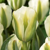 Weiß & grün tulip blume samen for anpflanzung