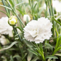 Weiß Nelke Blumensamen zur Aussaat – kompakt Wuchs – Traditionssorte & ohne Gentechnik Samen Hausgarten