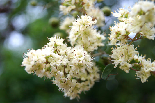 White Henna Tree Samen Lawsonia inermis var. Alba producing fragrant blooms