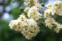 White Henna Tree Samen Lawsonia inermis var. Alba producing fragrant blooms