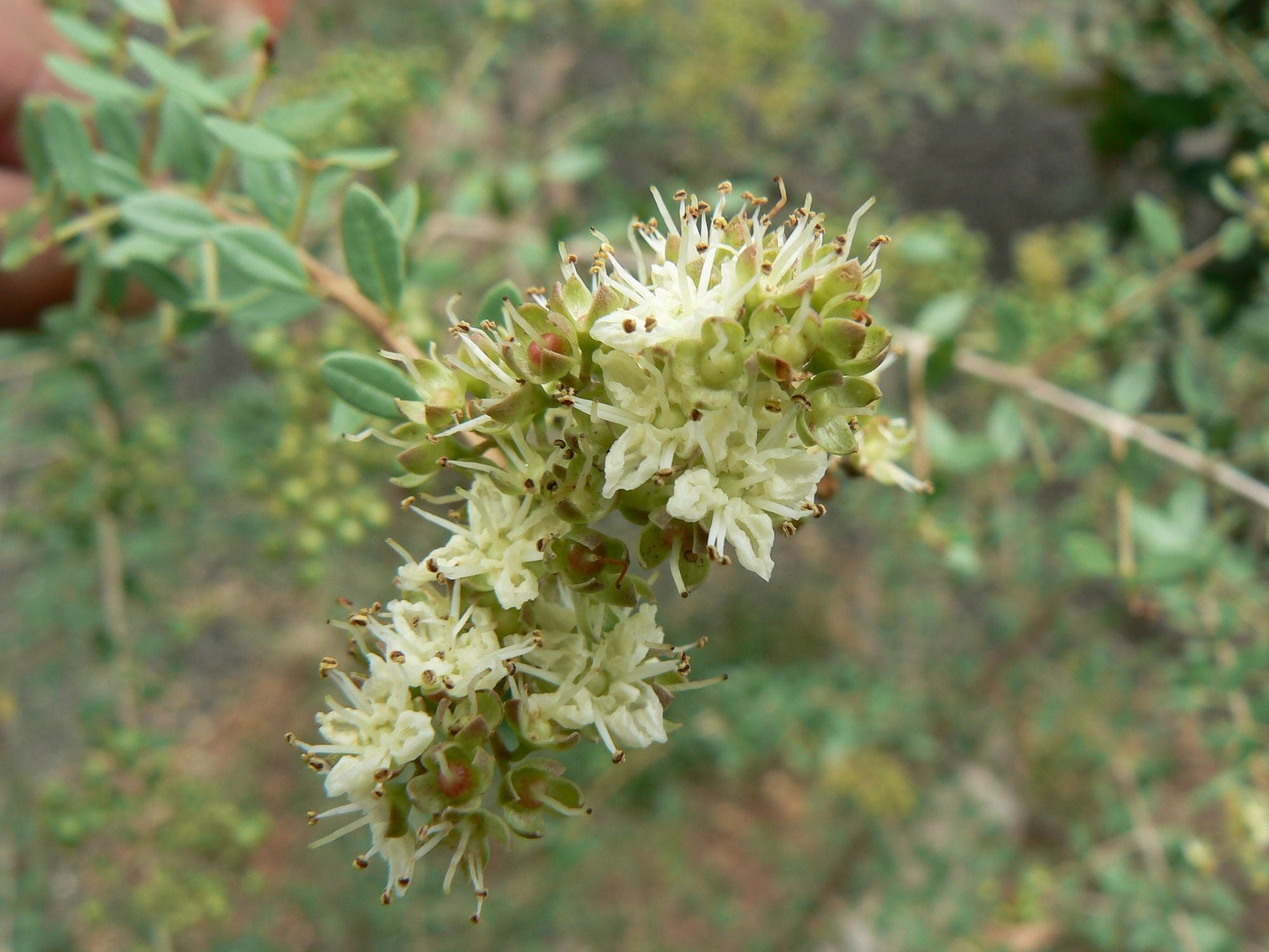 Tropical White Henna shrub grown from Samen in a warm climate Garten