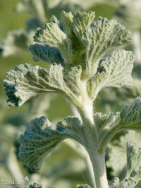 Close up of white Horehound Blumen on branching stems