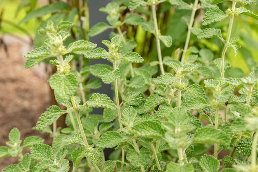 White Horehound Pflanze with soft gray green leaves