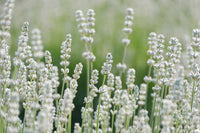 White Lavender Samen Lavandula angustifolia producing bright white blooms