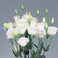 Weiß lisianthus blume samen for anpflanzung and gardening