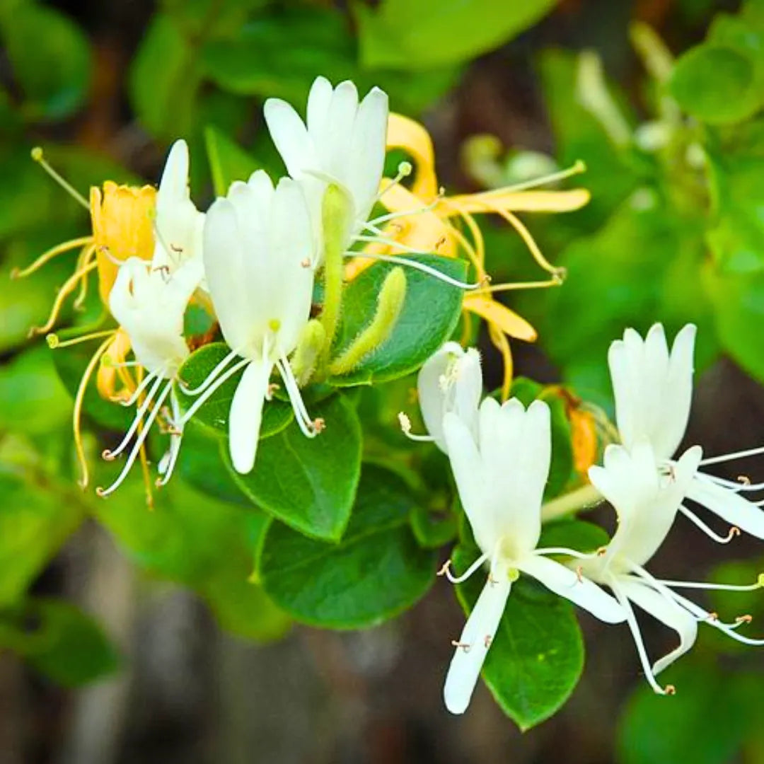 Weiß lonicera japonica samen for anpflanzung