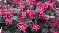 Weiß loropetalum samen for borders and garten beds
