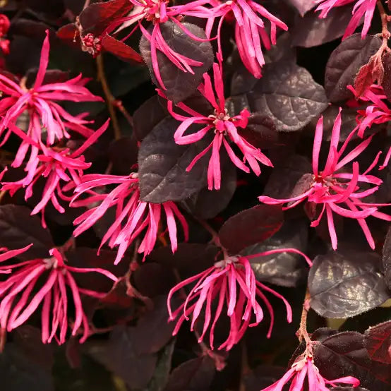 Weiß loropetalum samen for vibrant garten blooms
