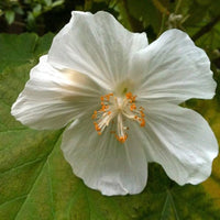 Weiß lovely abutilon blume samen for anpflanzung