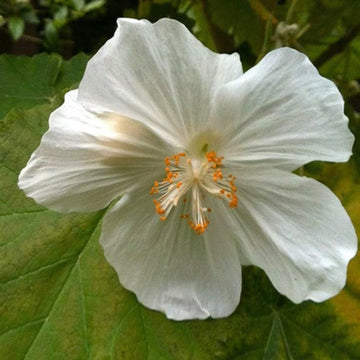 Weiß lovely abutilon blume samen for anpflanzung