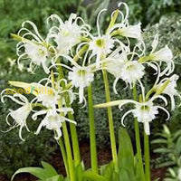 Weiß lycoris radiata blume samen - elegant anpflanzung for beautiful gardens