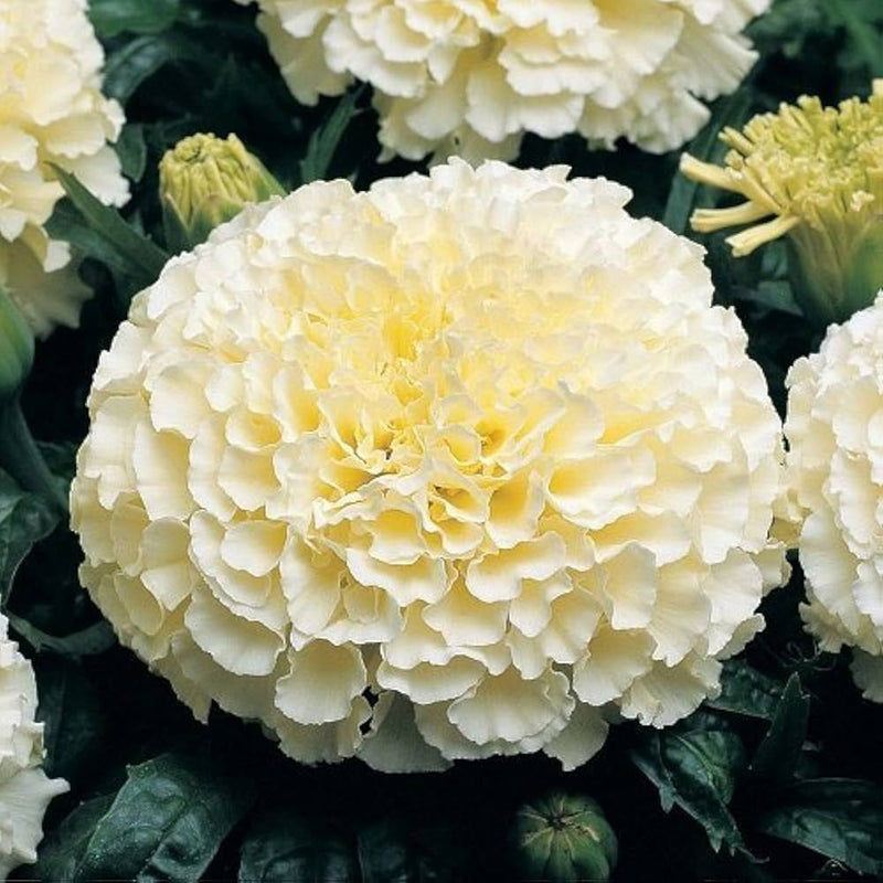 Weiß marigold blume samen for easy garten anpflanzung
