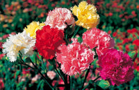 Weiß maroon carnation blume samen for anpflanzung