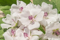 White Marshmallow Pflanze with showy white Blumen in Garten