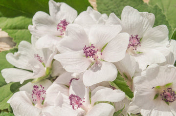 White Marshmallow Pflanze with showy white Blumen in Garten