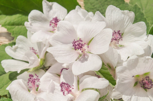 White Marshmallow Pflanze with showy white Blumen in Garten