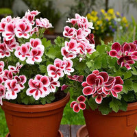 Weiß mix geranium blume samen pelargonium peltatum for easy anpflanzung