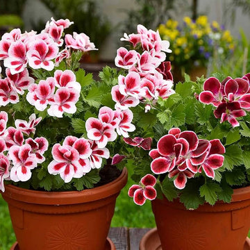 Weiß mix geranium blume samen pelargonium peltatum for easy anpflanzung