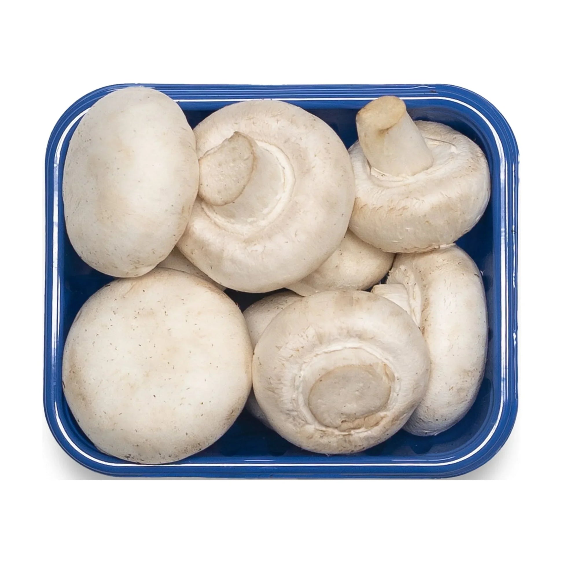 High quality weiße pilz sporen