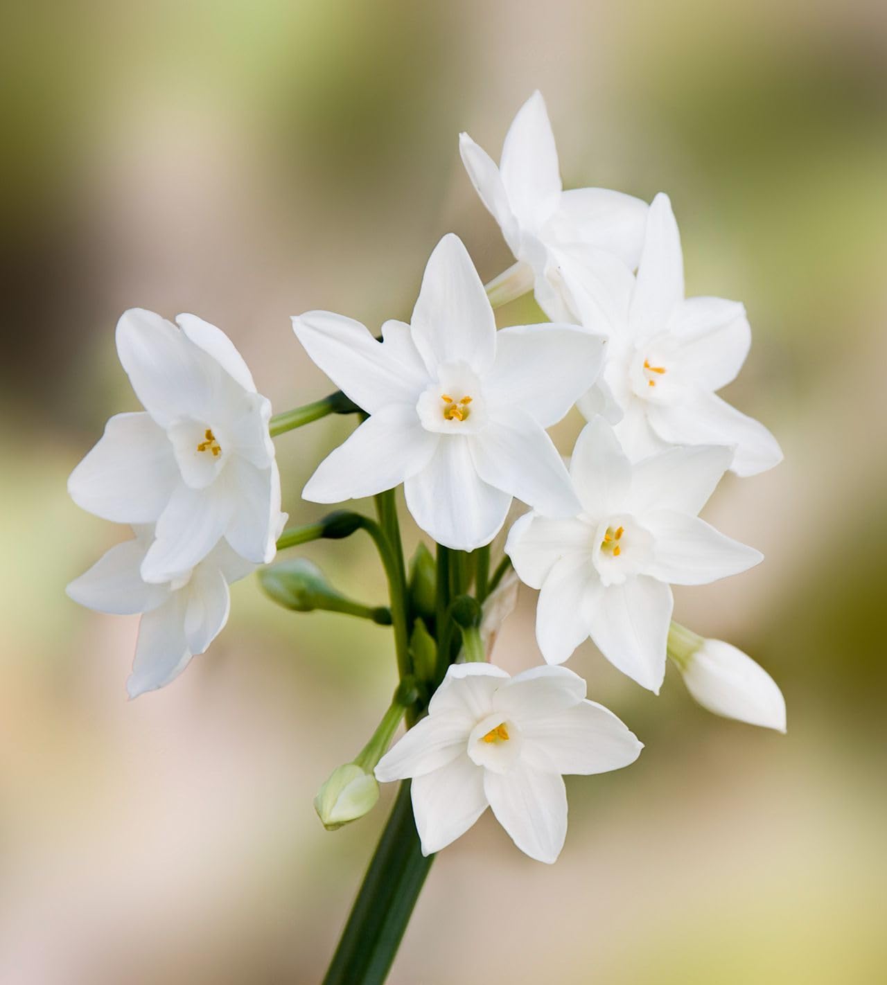 Weiß narcissus blume samen for anpflanzung elegant spring blooms
