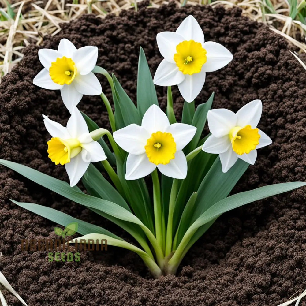 Weiß narcissus blume samen for anpflanzung